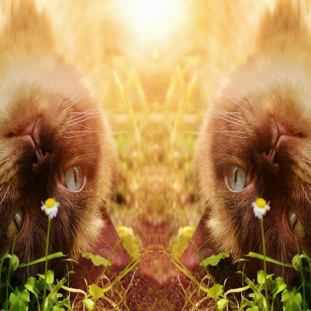 The Whisper Of Light - A Sacred Animal Connection